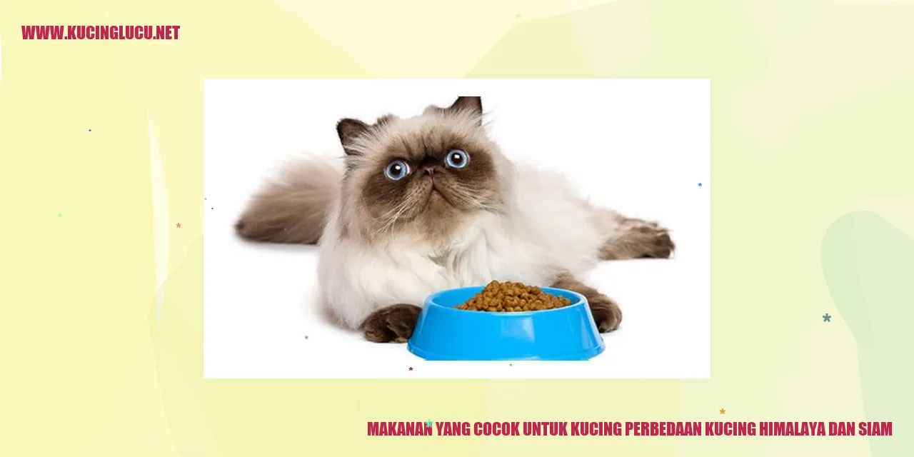 Gambar Kucing