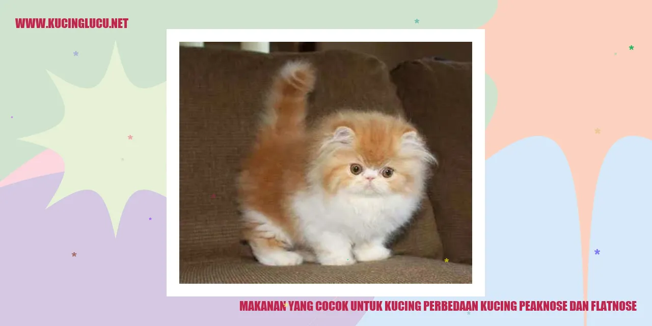 Gambar Kucing