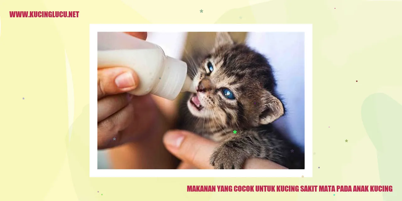 Makanan yang Cocok untuk Kucing sakit mata pada anak kucing