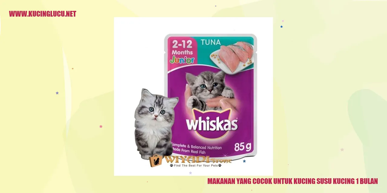 Kucing susu kucing 1 bulan