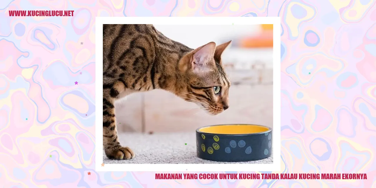 Makanan untuk Kucing