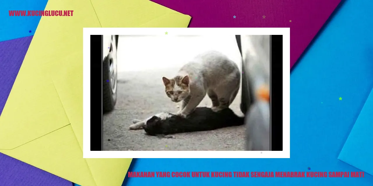Makanan yang Cocok untuk Kucing tidak sengaja menabrak kucing sampai mati
