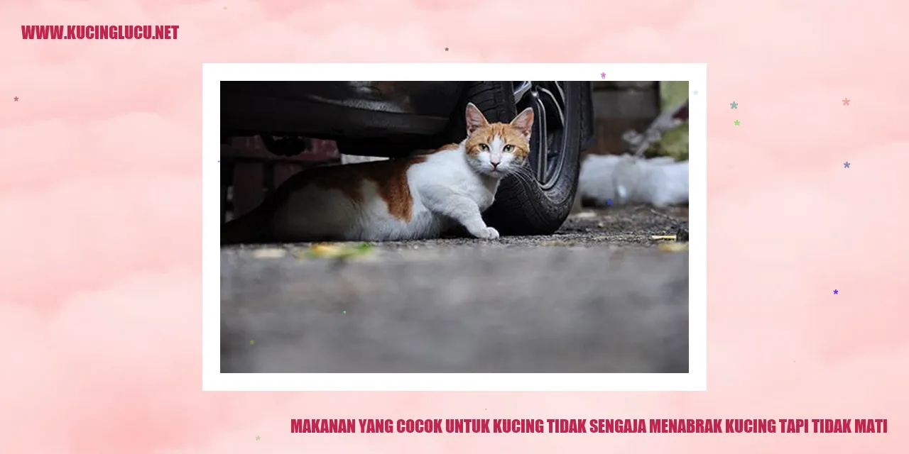 Makanan yang Cocok untuk Kucing tidak sengaja menabrak kucing tapi tidak mati