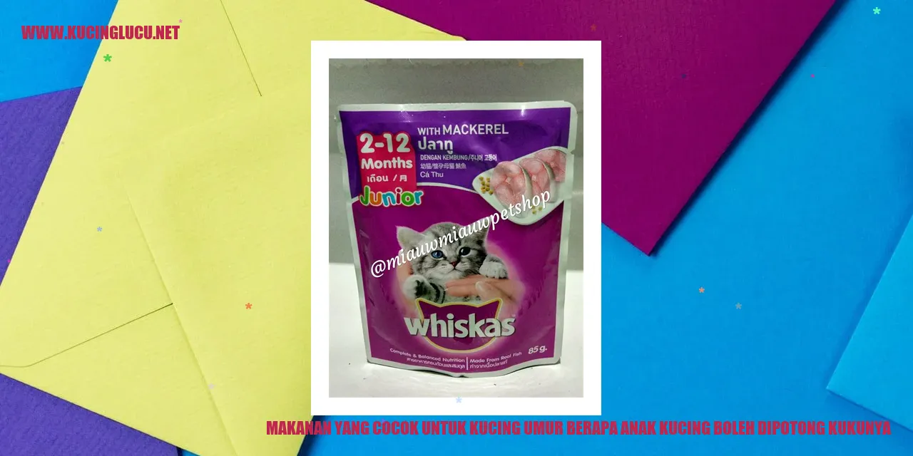 Makanan yang Cocok untuk Kucing