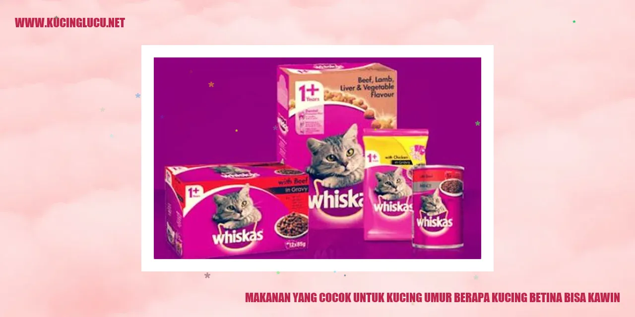 Makanan yang Sesuai untuk Kucing