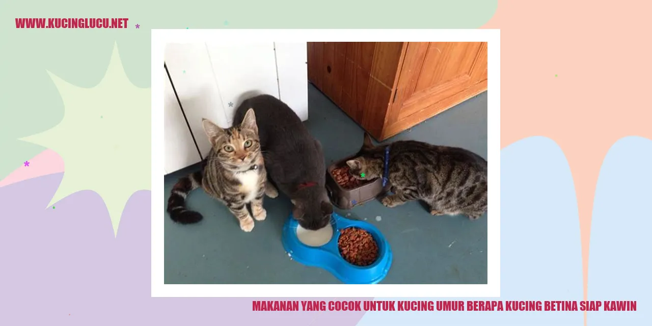 gambar kucing makanan