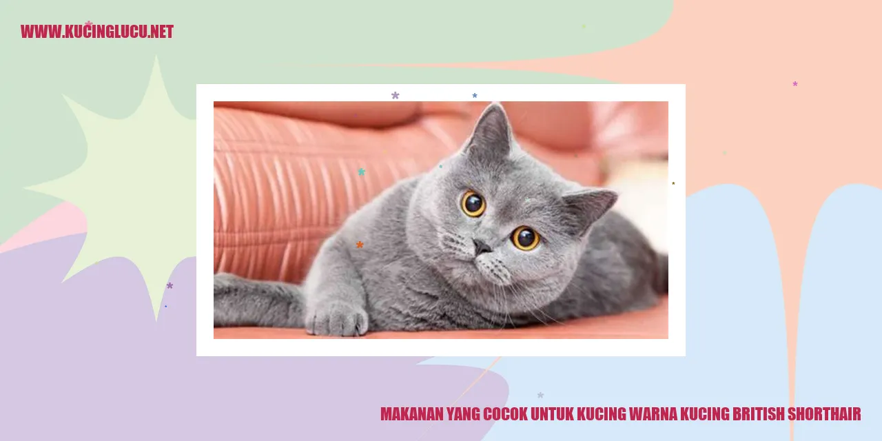 Makanan untuk Kucing British Shorthair Warna Kucing