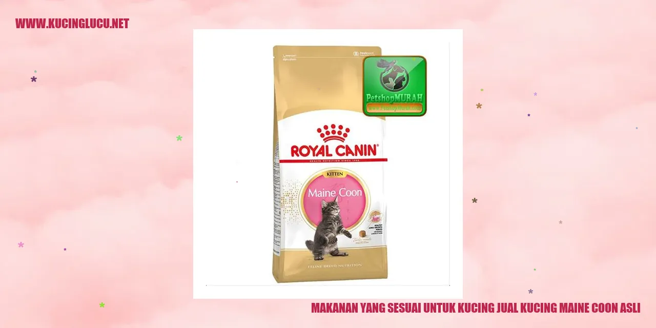 Kucing Maine Coon