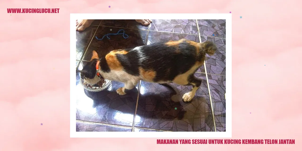 gambar kucing