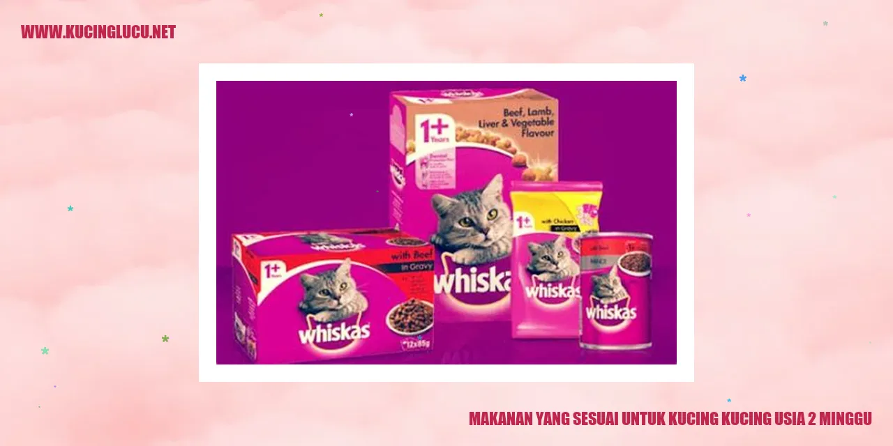 Anak Kucing Usia 2 Minggu