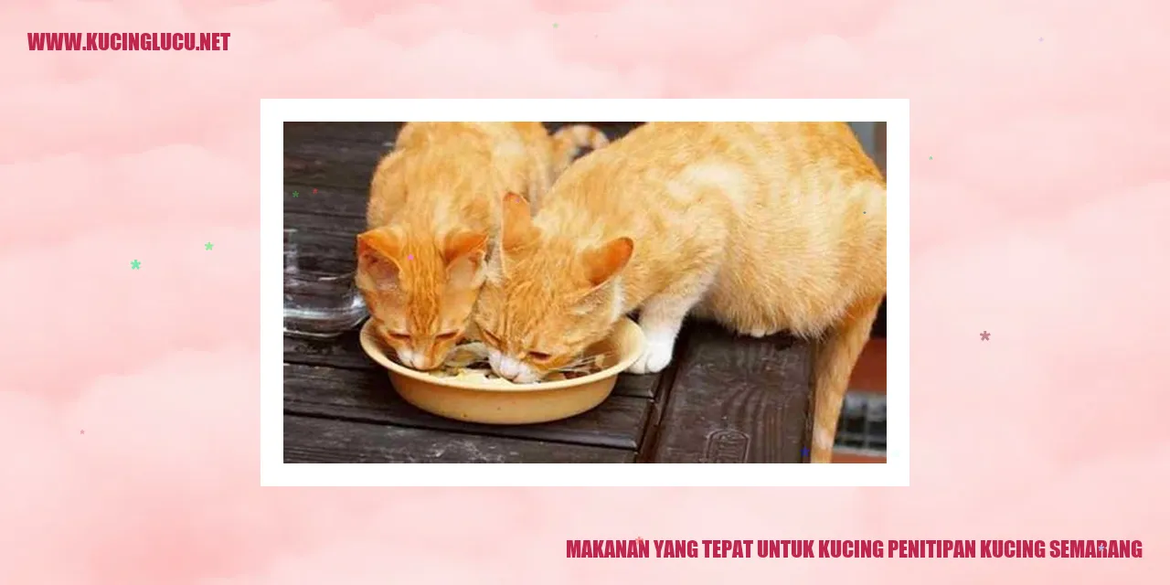 Makanan Tepat untuk Kucing