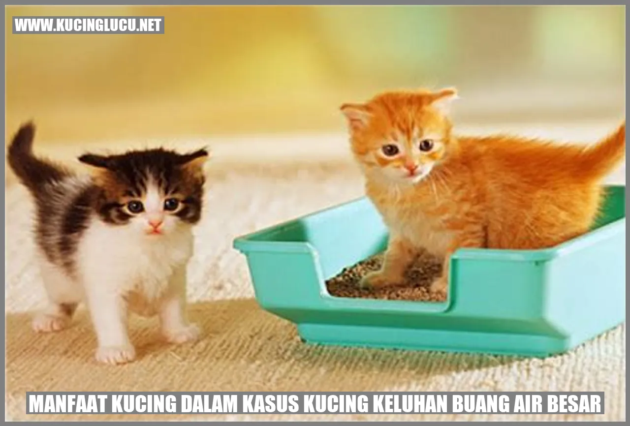 Gambar Lucu Kucing