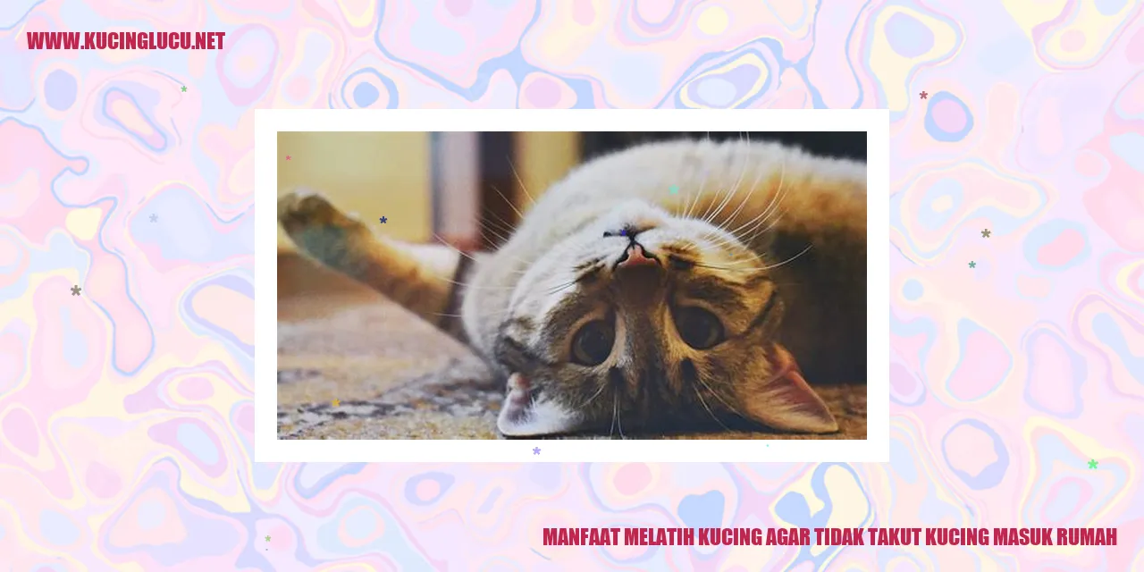 gambar kucing