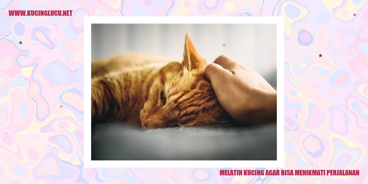 Melatih Kucing dalam Perjalanan