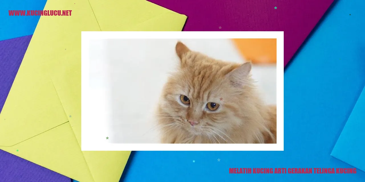 Melatih Kucing
