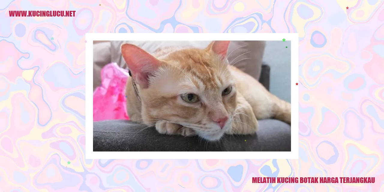 Foto Kucing Botak