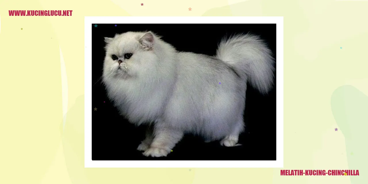 Melatih Kucing Chinchilla