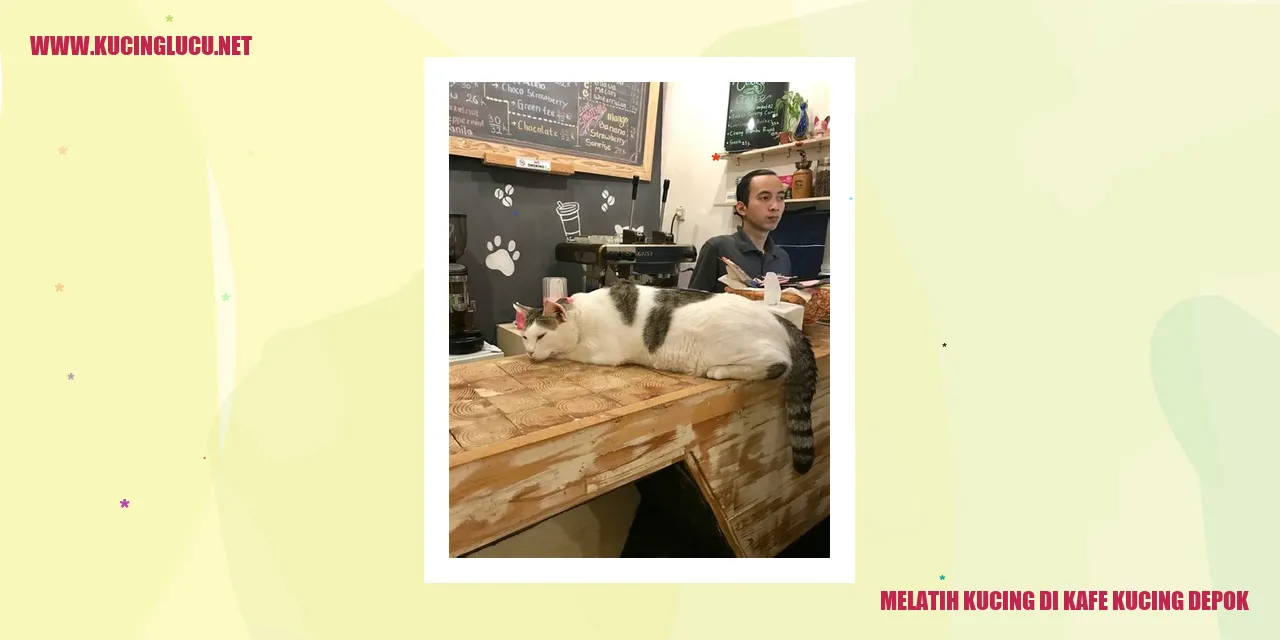 Kucing sedang dilatih di kafe kucing