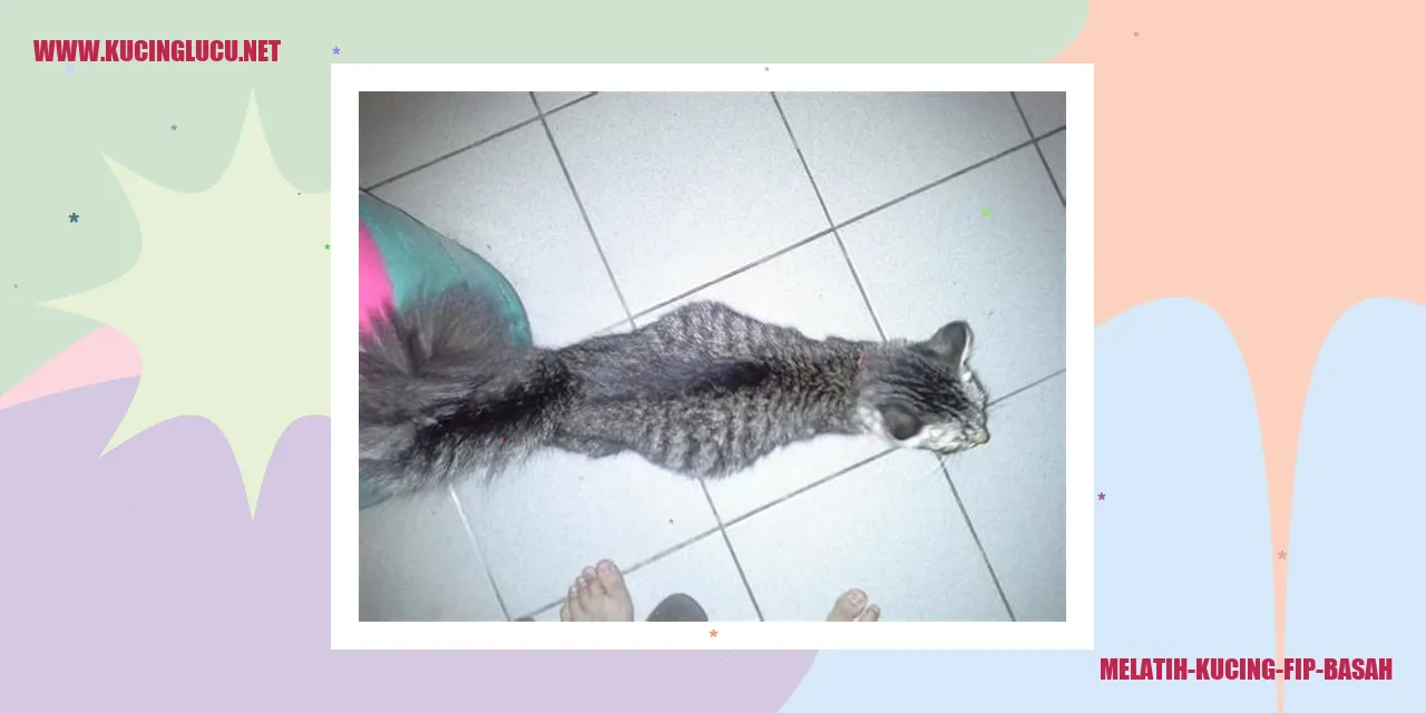 Pelatihan Kucing FIP Basah