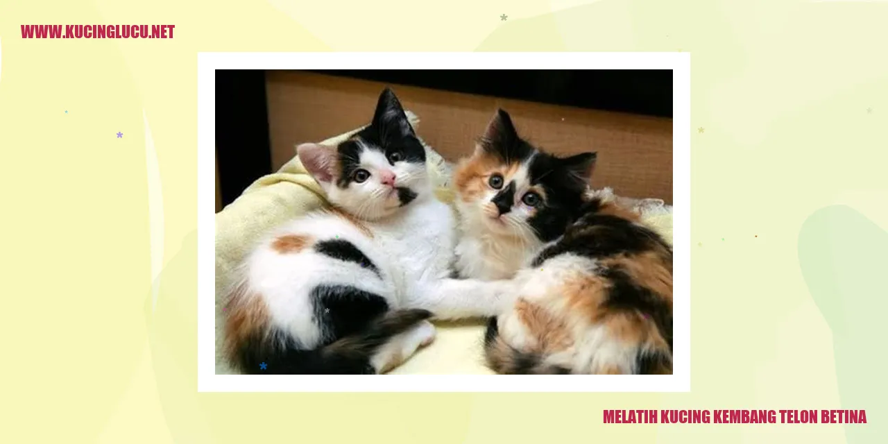 Kucing Kembang Telon Betina yang Menggemaskan