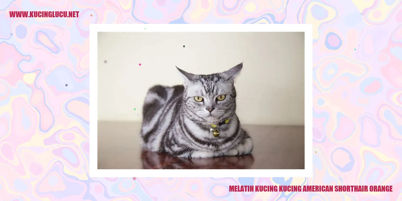 Gambar Kucing American Shorthair Orange