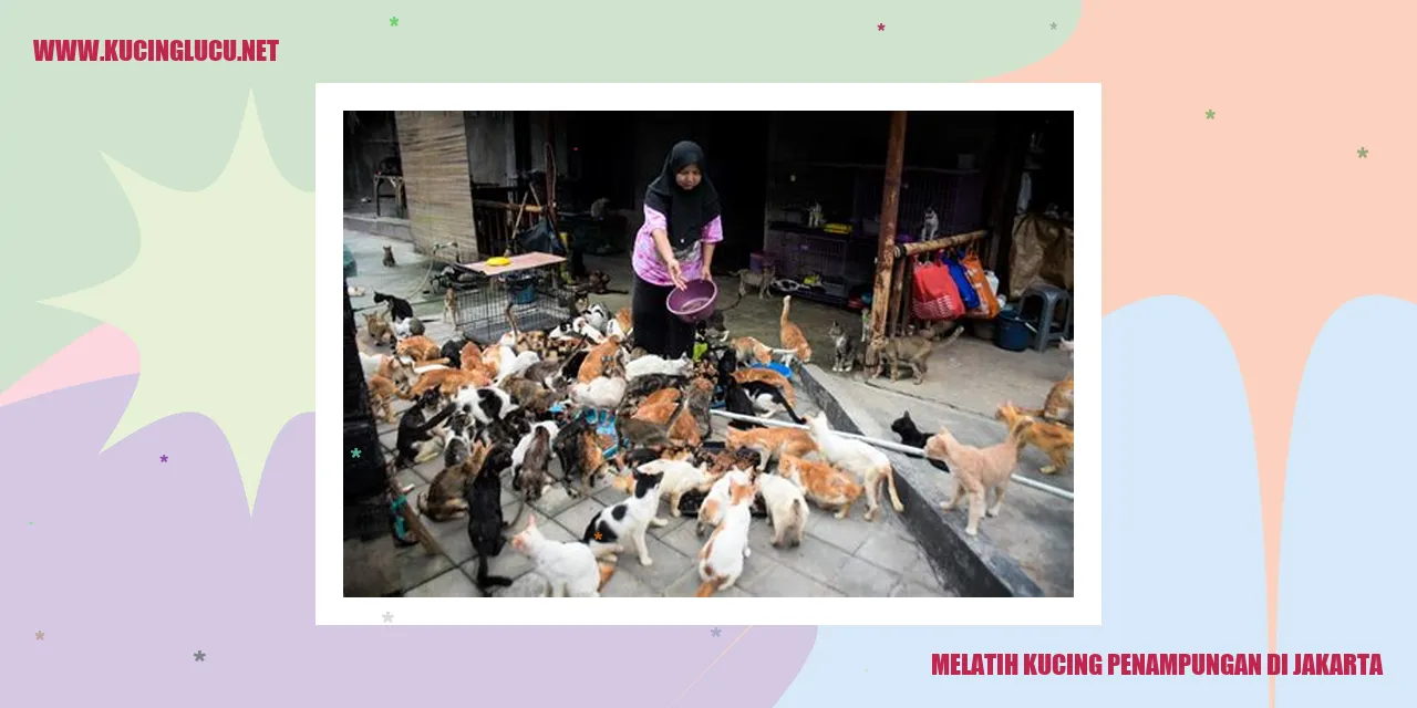 Melatih kucing penampungan di Jakarta
