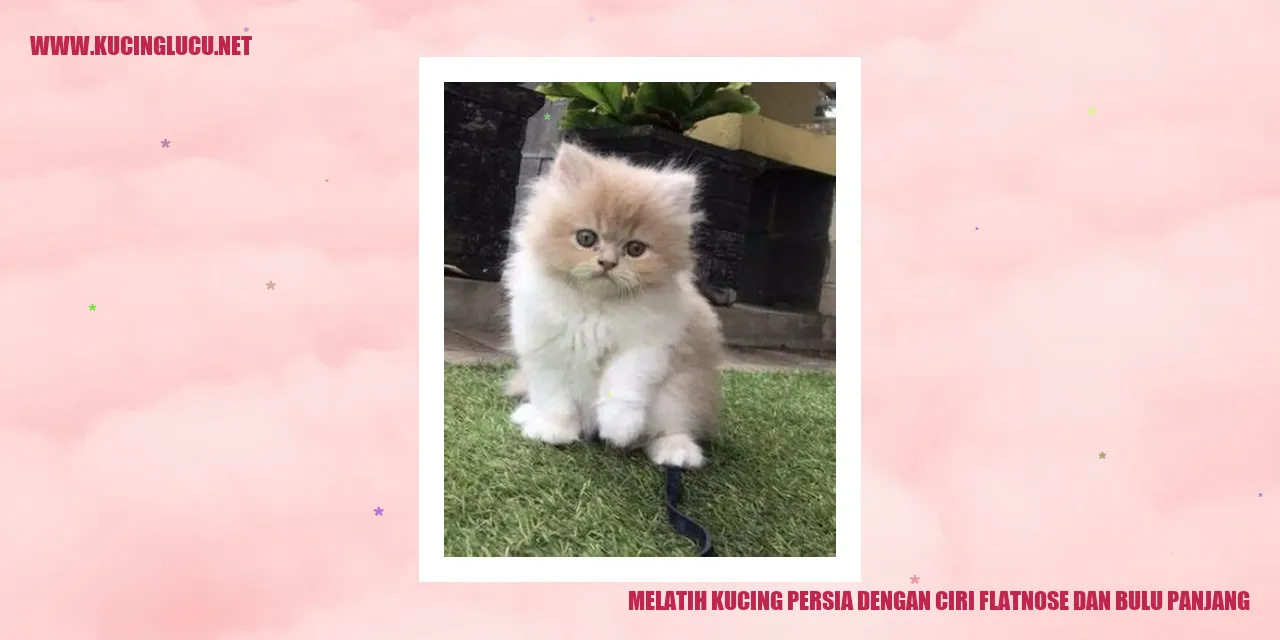 Kucing Persia dengan Ciri Flatnose dan Bulu Panjang