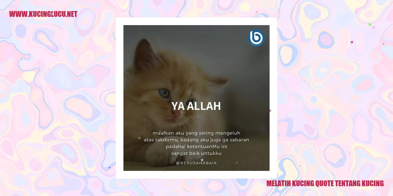 Kucing Ras Lucu