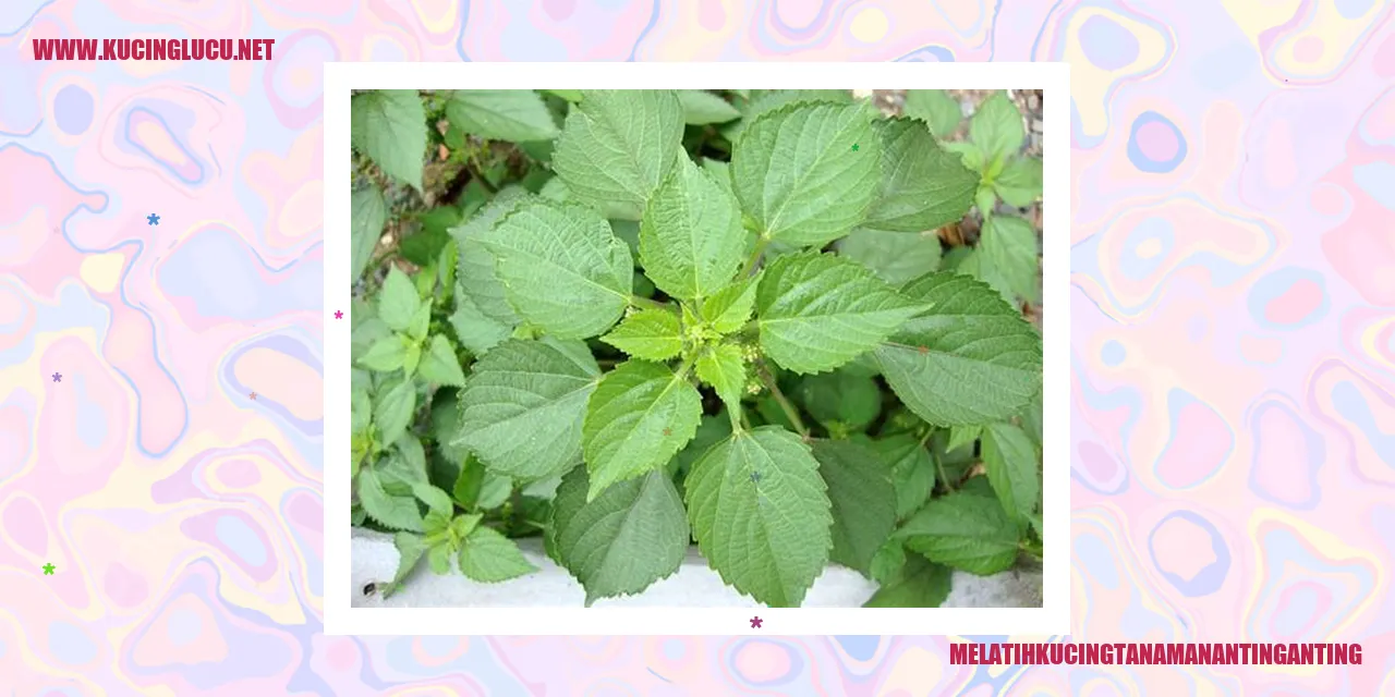 Kucing dengan tanaman anting anting