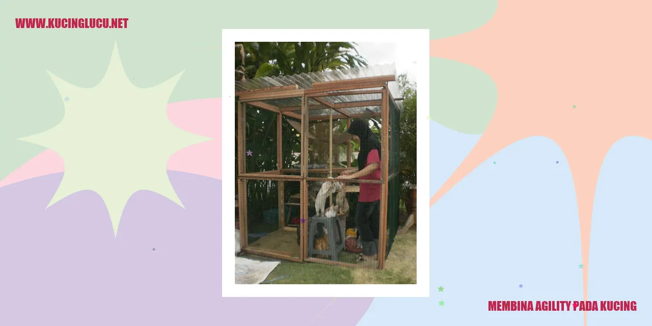 Teknik Membina Agility pada Kucing