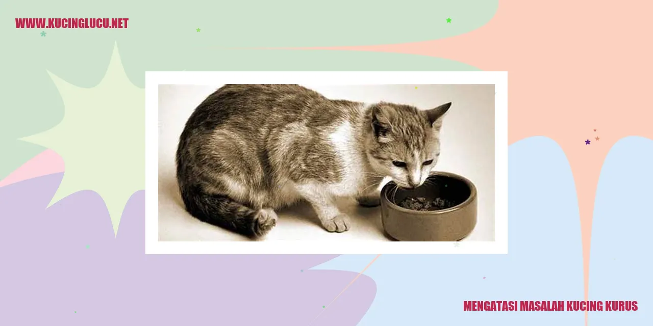 kucing makan