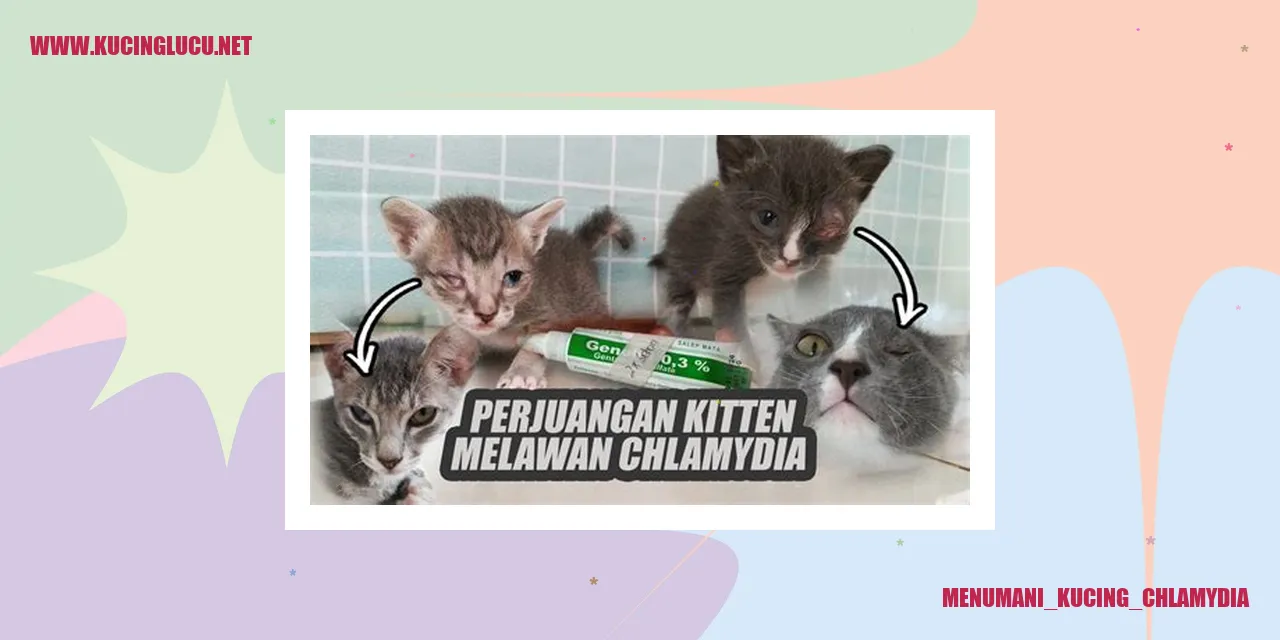 Menumani kucing yang Terkena Chlamydia