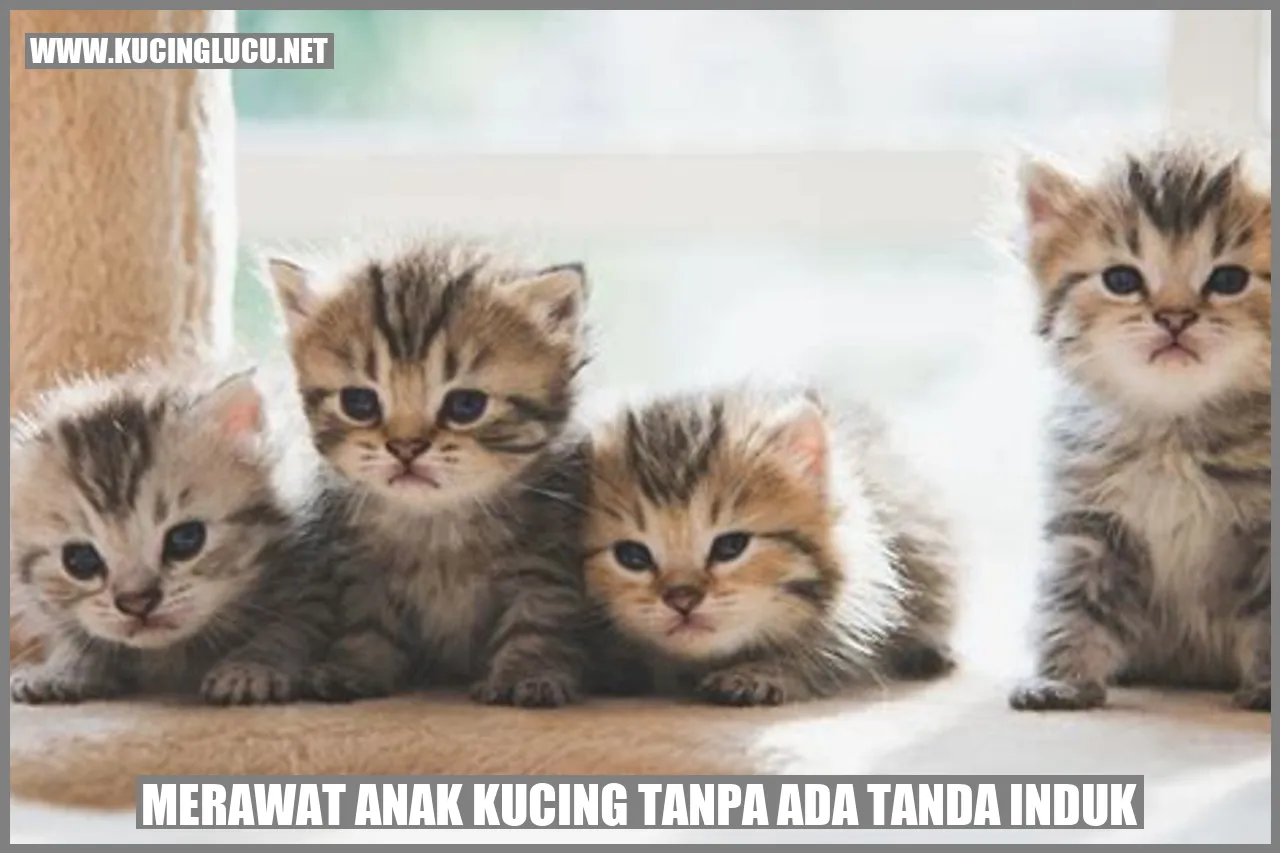 Merawat anak kucing tanpa ada tanda induk