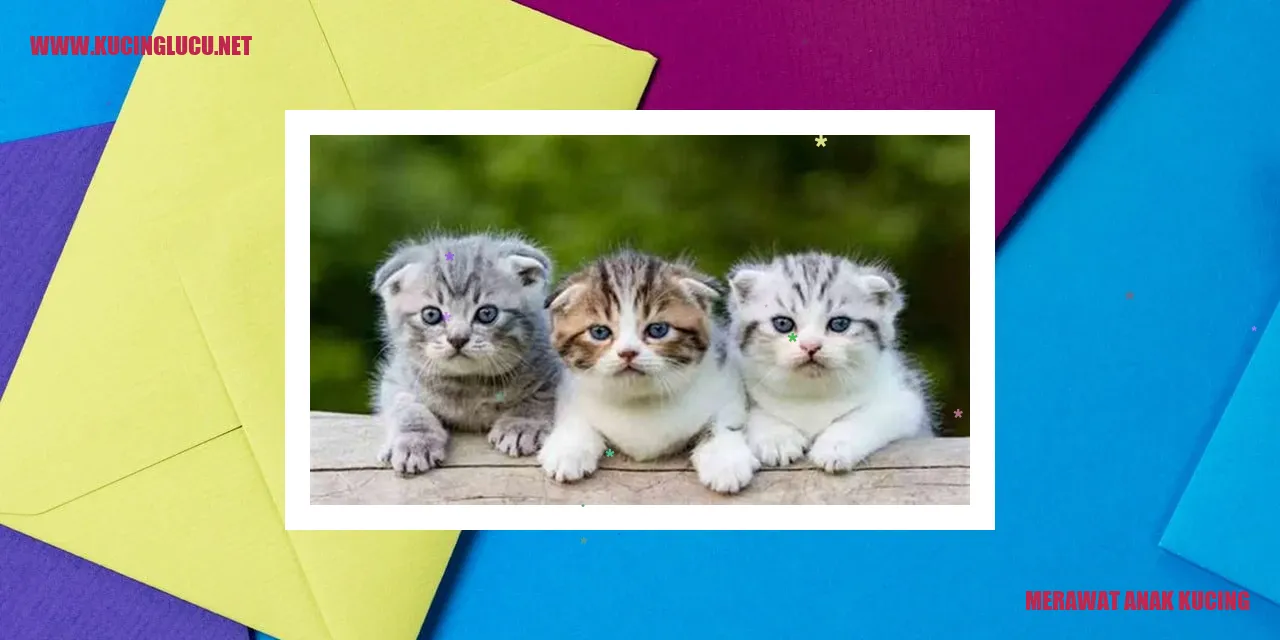 anak kucing umur 2 bulan