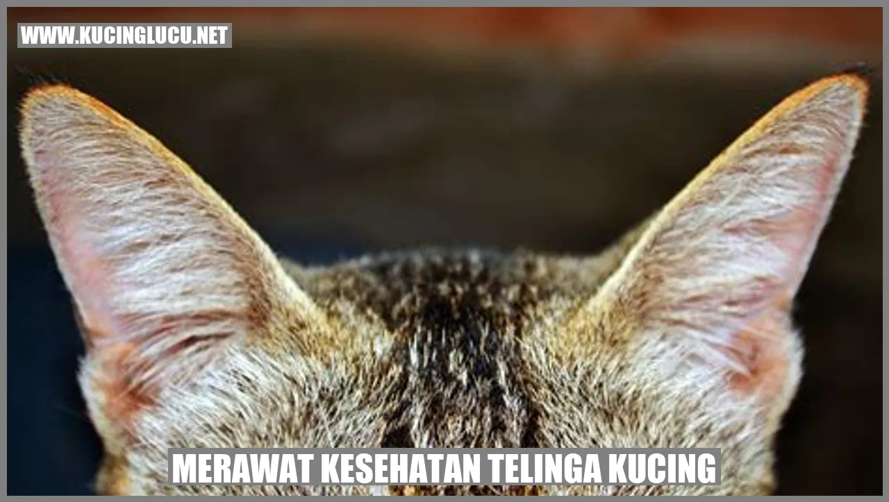 kesehatan telinga kucing