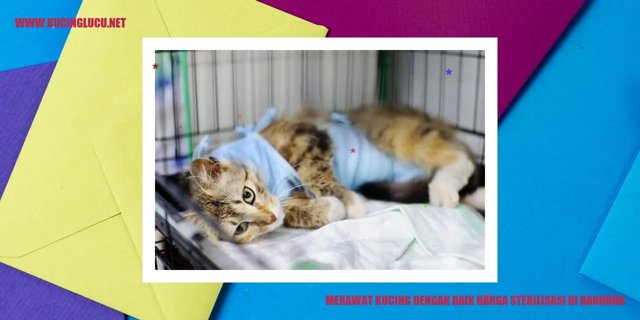 Panduan Merawat Kucing dengan Baik dan Harga Sterilisasi di Bandung