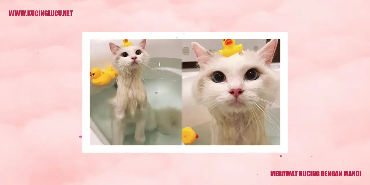 Kucing yang diberi mandi