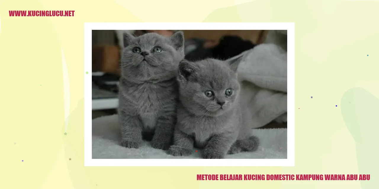 Kucing Kampung