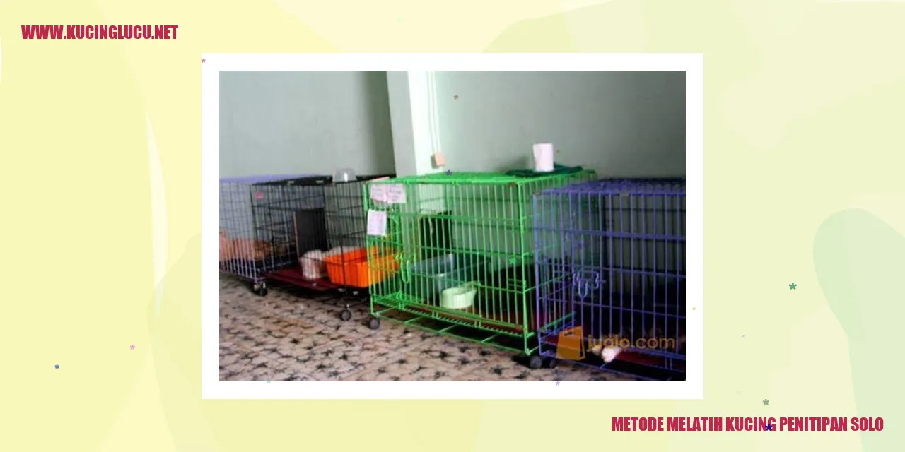 Metode Melatih Kucing Penitipan Kucing Solo