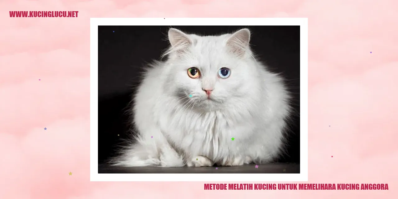 Gambar kucing anggora