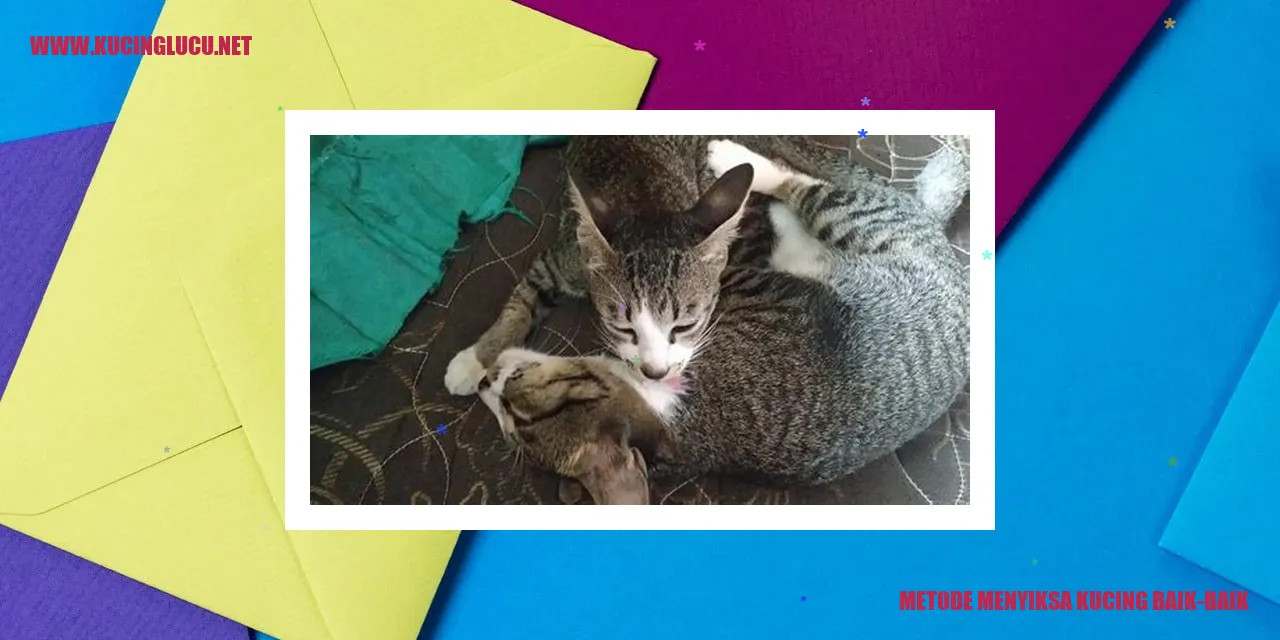 Cara Melatih Kucing Pelacak