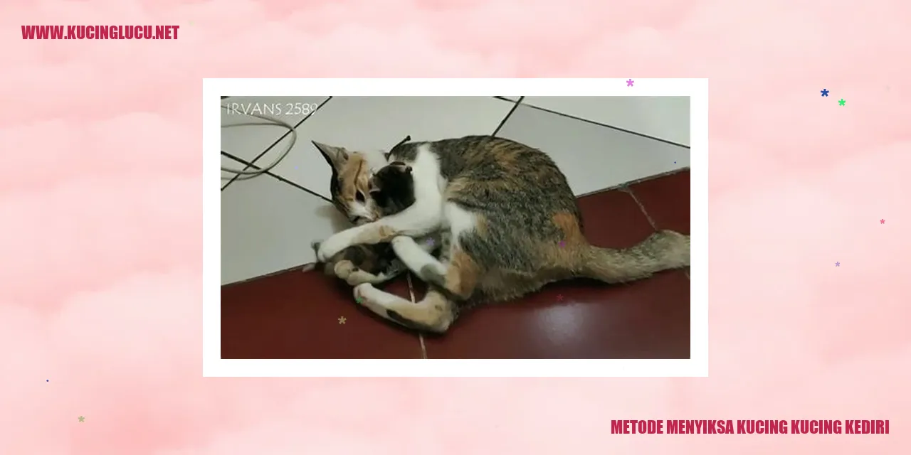 Metode Menyiksa Kucing kucing kediri