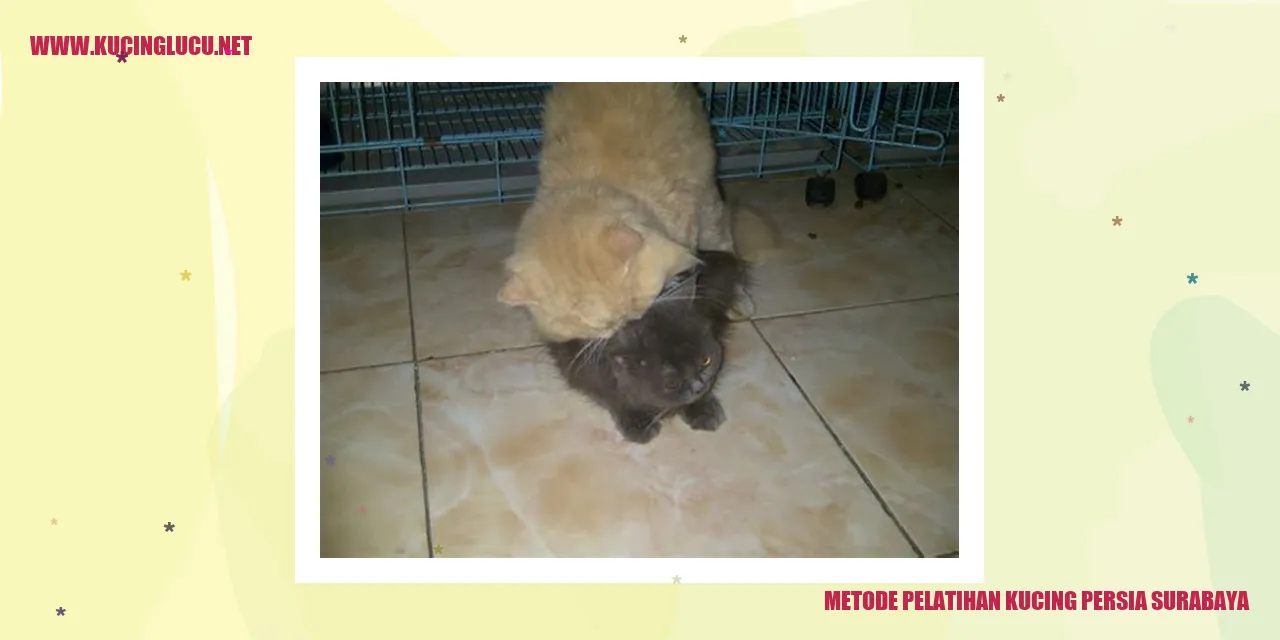 Kucing Persia Surabaya