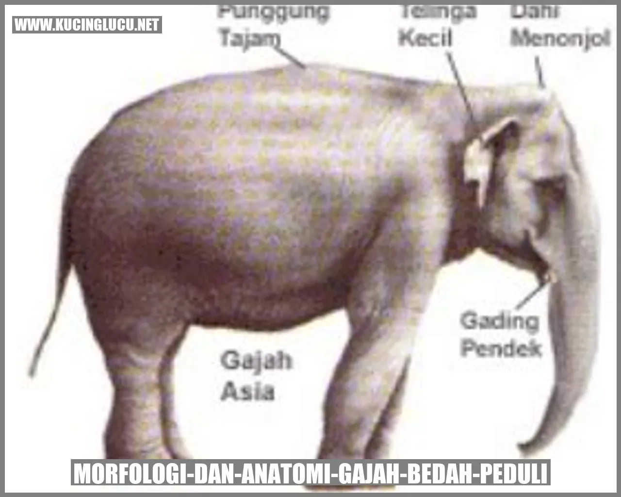 gambar kucing ringworm