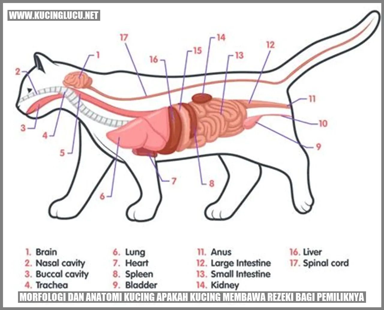 Morfologi dan Anatomi Kucing