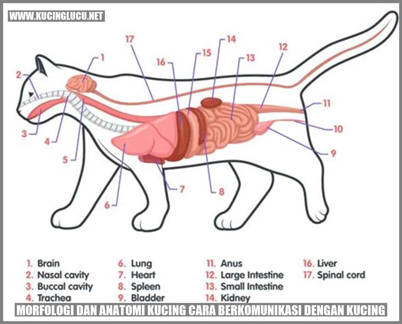 Morfologi dan Anatomi Kucing cara berkomunikasi dengan kucing