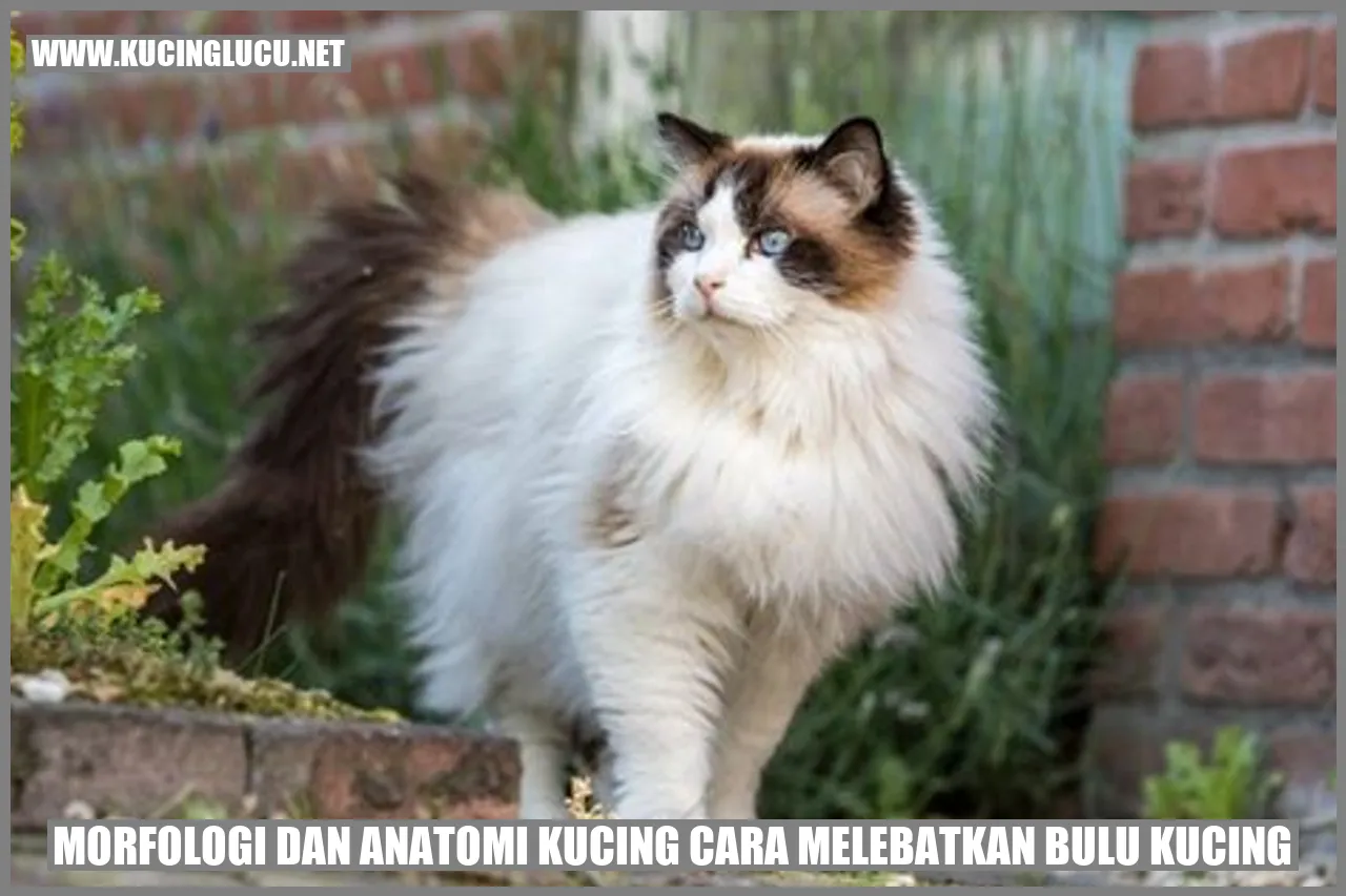 Kucing dengan bulu lebat
