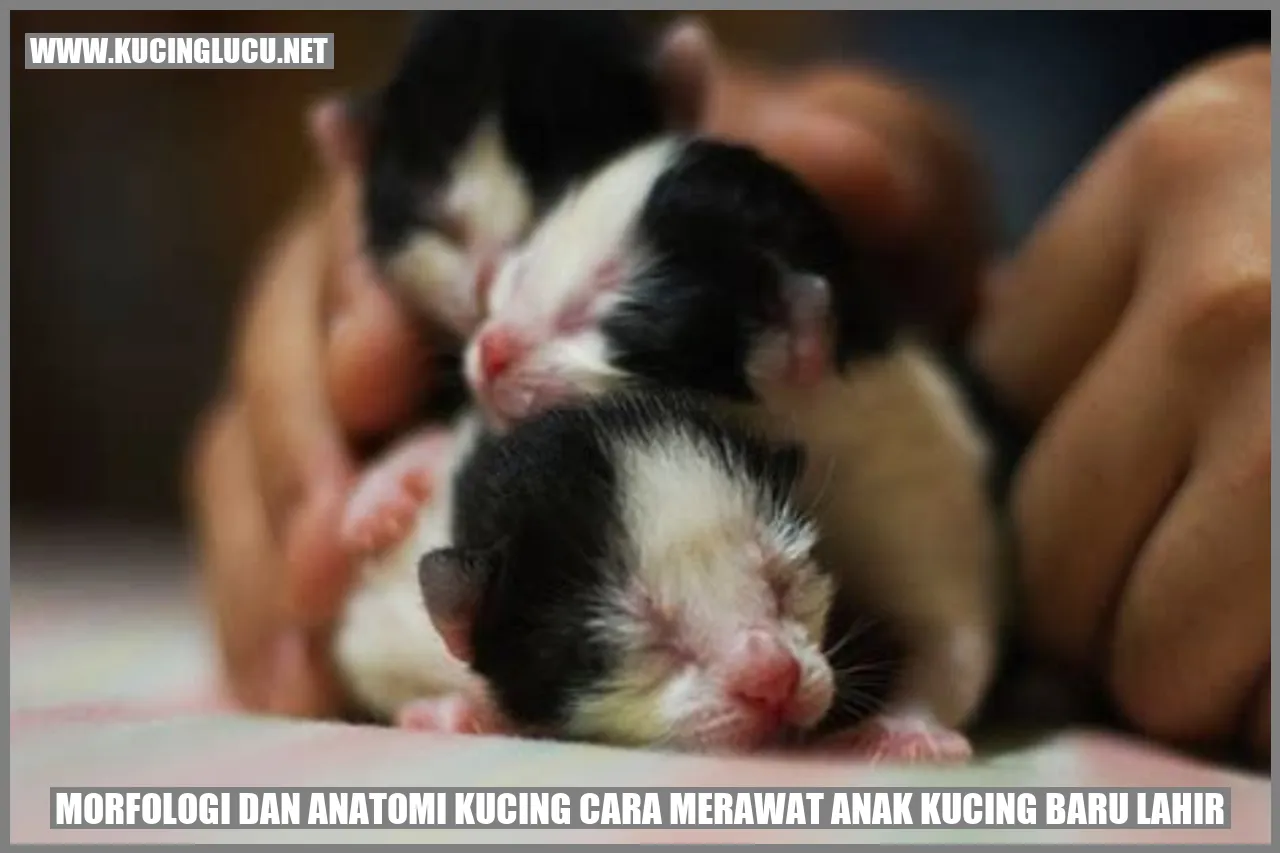 Gambar Anak Kucing Baru Lahir