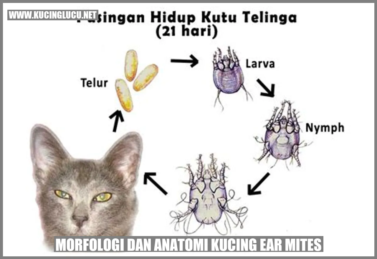 Gambar Morfologi dan Anatomi Kucing ear mites