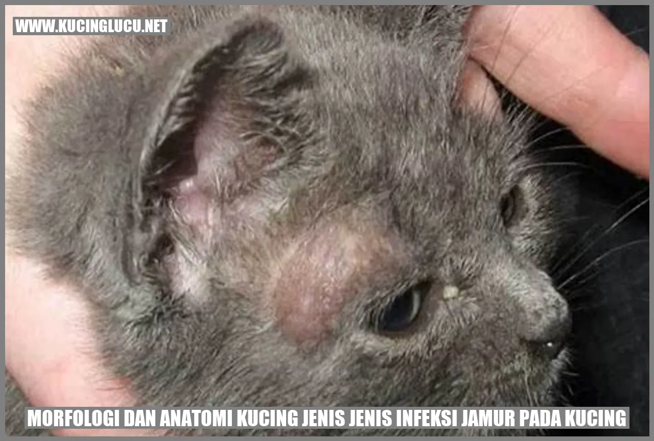Gambar kucing